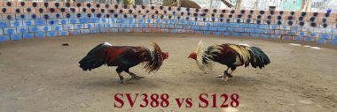 Nếu bạn đam mê mạng đá gà trực tuyến đã có S128 - SV388
