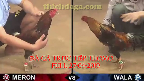 Các trận đá gà trực tuyến Thomo mới nhất ngày 27-04-2019